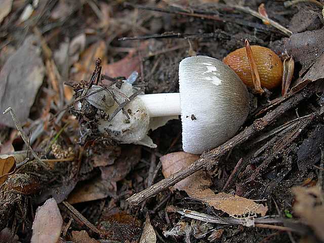 I funghi della foresta di Thann